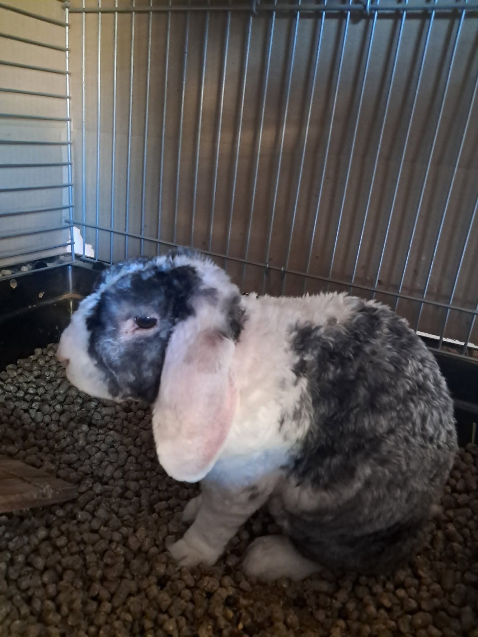 Curly, lapin bélier gris et blanc