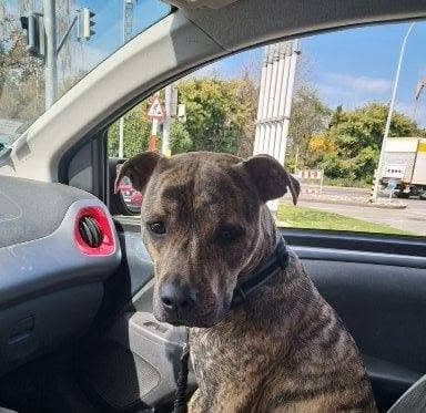 Vagabond, chien bringé, assis dans la voiture